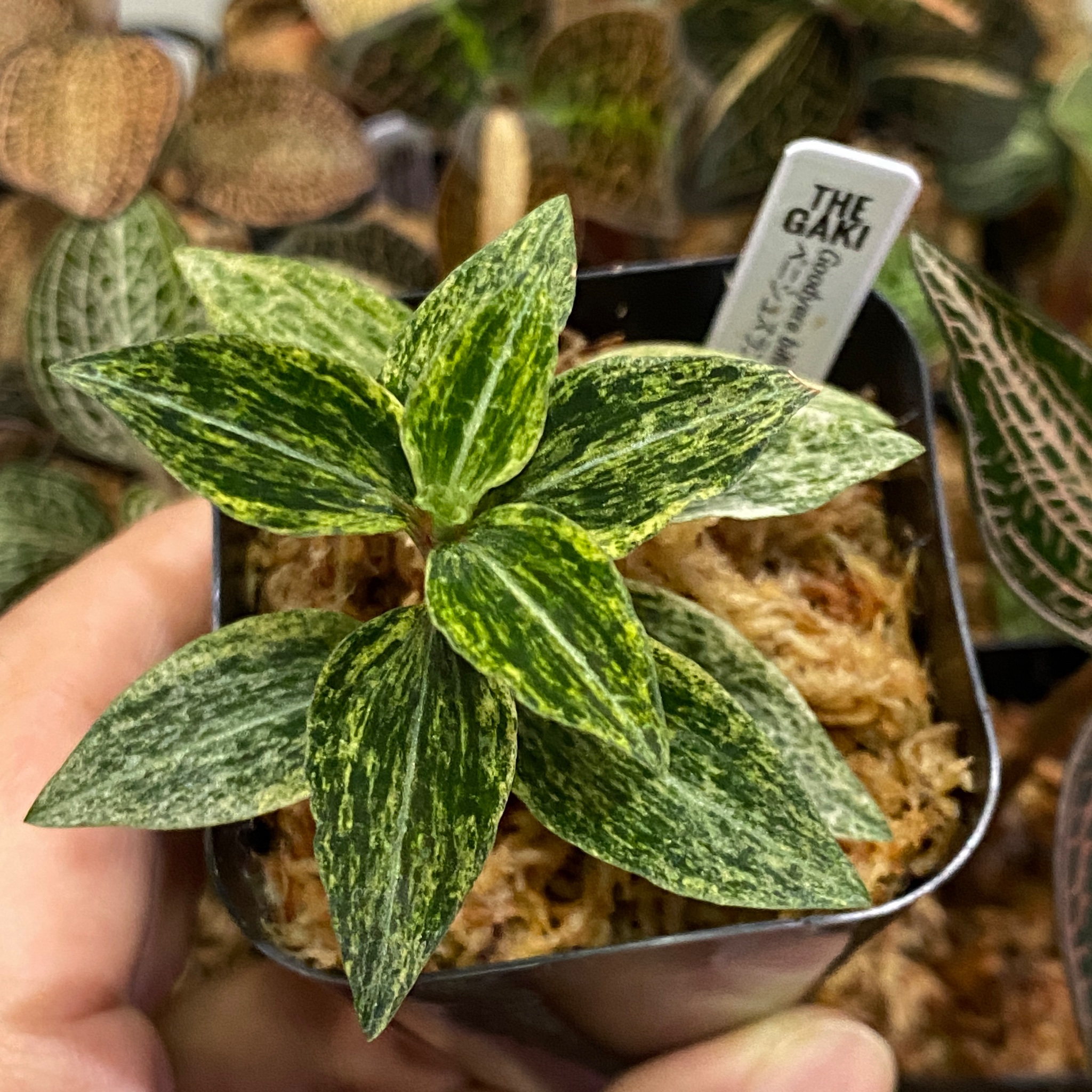 純銀　もどりカエル 344)□ボーダーレス□《超能力蛙/Psychic Frog》[MH3-BF] 金R