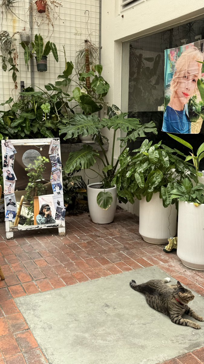 norafifi_'s tweet image. This cafe is so cozy and has the cutest cats! I definitely loved being at today’s event for #YJH_BLOOMINGWITHLOVE.