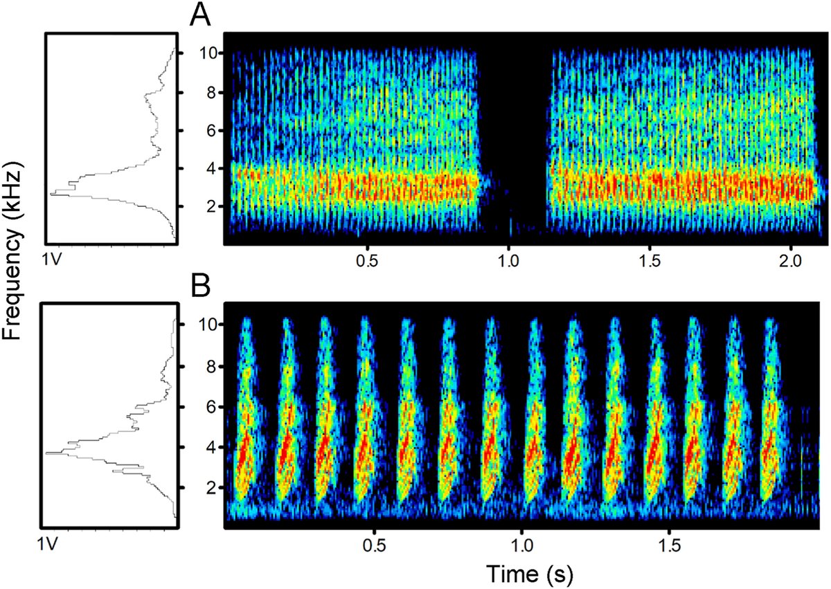 avianres's tweet photo. Sounding the alarm: Functionally referential #signaling in Azure-winged #Magpie | Avian Research
https://t.co/98pZtw83c6
#ornithology #birds #AlarmCall https://t.co/JVskepTFH5