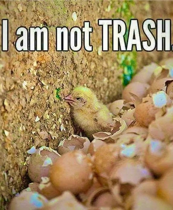JohnOberg's tweet photo. The Egg Industry thinks that male chicks are trash. Do you know why?

Because they don't lay #eggs or grow fast enough to be used for #meat. So they're discarded in massive piles of thousands of live birds... literally like TRASH.

RT it you agree that chickens are NOT inanimate objects! 😡 #EndChickCulling