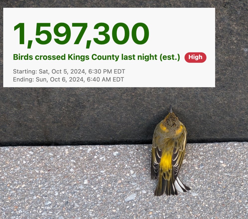 Last night was the biggest migration of the season in NYC! We hope you'll enjoy a great day of birding, but please keep an eye out for injured birds too. If you see one, pop it in a paper bag and bring it to WBF. Email injuredbird@nycbirdalliance.org for help transporting.