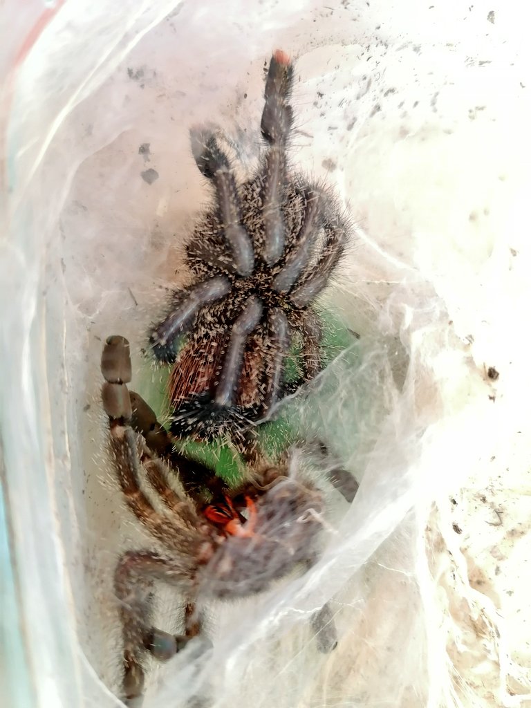 DailyTarantulas's tweet photo. Awesome moment captured on camera.

My #Avicularia peru purple freshly molted and is looking like glass. Can't wait to find out how big she's got.

#Tarantula https://t.co/1l1rUbZynp