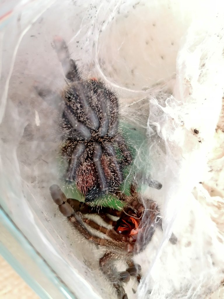 DailyTarantulas's tweet photo. Awesome moment captured on camera.

My #Avicularia peru purple freshly molted and is looking like glass. Can't wait to find out how big she's got.

#Tarantula https://t.co/1l1rUbZynp