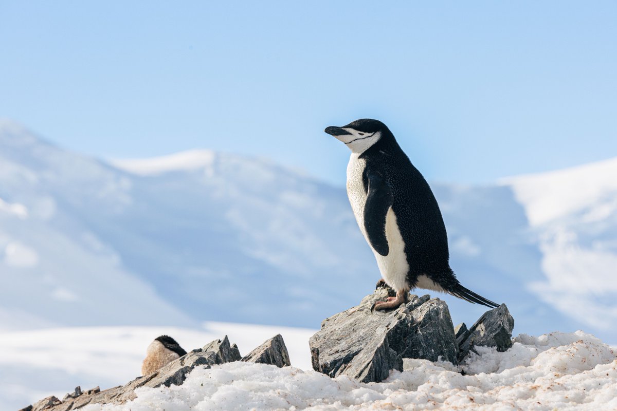 OceanwideExp's tweet photo. #Chinstrappenguins are among the most numerous and characterful of all penguin species! With their instantly recognizable plumage pattern, chinstrap penguins are a common sight throughout the #Antarctic and sub-Antarctic, sliding and hopping across snow, rock, and water. https://t.co/BiRxqJRELk