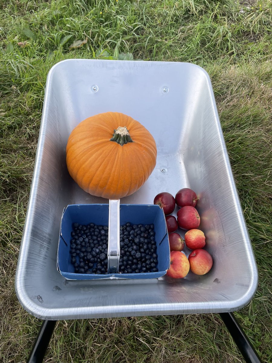 Gorgeous day picking blueberries 🫐 and pumpkins 🎃 at Creggies farm with my boy. Bring on the week!
