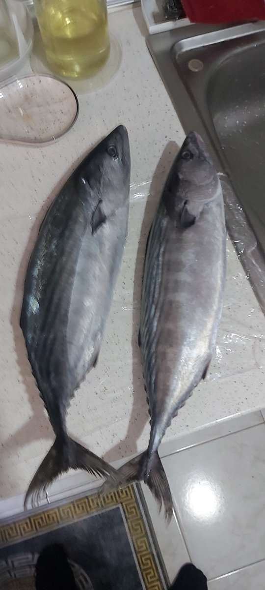 Varmı palamut yemek isteyen.