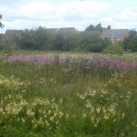 Urban flower planting ‘significantly’ boosted pollinating insects #flowers #flowerpower

naturalworldfund.com/urban-flower-p…