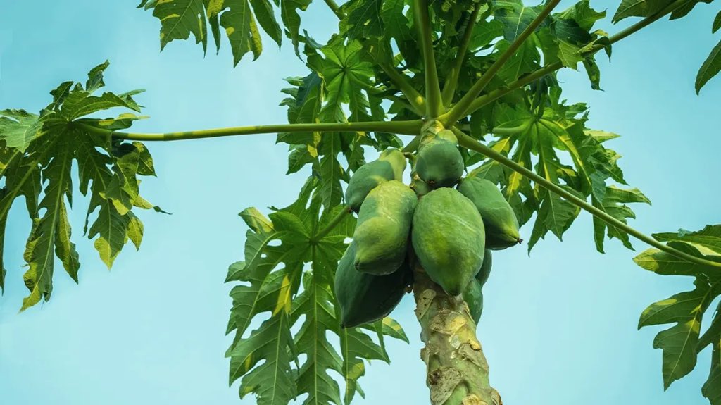 safonyameherbal's tweet photo. Men, your Prostate enlargement(BPH) will never progress to Prostate Cancer if you normalize the intake of the following remedies🍀👇

Carica papaya leaves(pawpaw leaves)
Boil the dried leaves of pawpaw leaves for 20mins and drink 60mls twice daily🍀

Pigweed(amaranthus spinosus)
Boil the leaves of pigweed for 20mins and drink 90mls twice daily🍀

Soursop
Add one tablespoon of powdered soursop leaves to 100mls of warm water and drink, twice daily🌿

Every man needs this💚