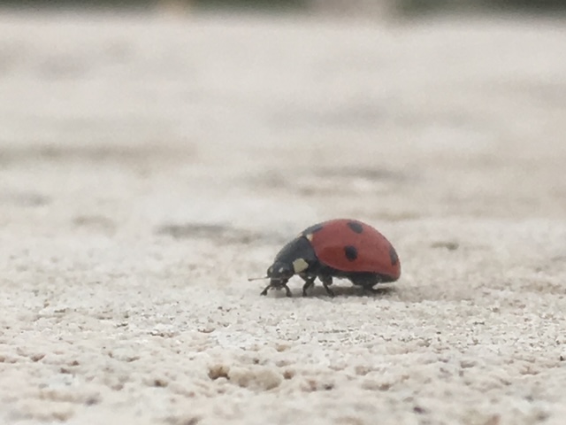 Itineretrip's tweet photo. Sometimes it's the small moments that carry the biggest joys. Tiny wonders remind us to slow down and appreciate life's simple beauties. 🍃✨💛 #SimplePleasures #LittleWonders #NatureIsBeautiful #MindfulMoments #TinyAdventure #NatureLovers🌿🖤 https://t.co/Fd4IEpqupj