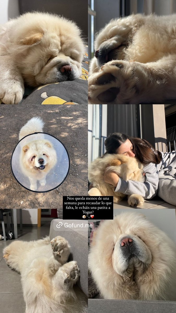 gofund.me/0919285c