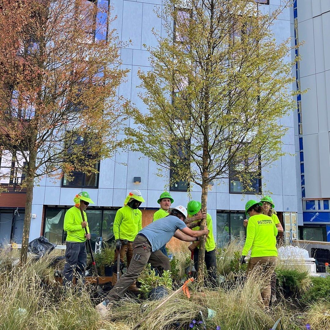 RecoverRoofs's tweet image. Last week, our Build &amp;amp; Horticulture teams planted this stunning 20&apos; Elm on the 2nd floor at 1515 Comm Ave. Pictured is 1 of 40 crane picks we pulled off with a crew of 13, a 90-ton crane, and two roofs in play. 

#GreenRoofs #Teamwork #CraneWork #ProjectSuccess #ElmTree