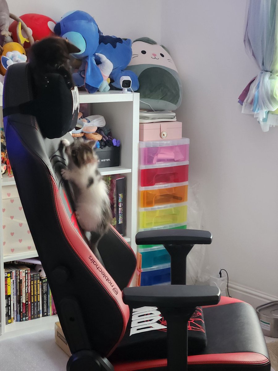 BOBA 🐀 tweet media