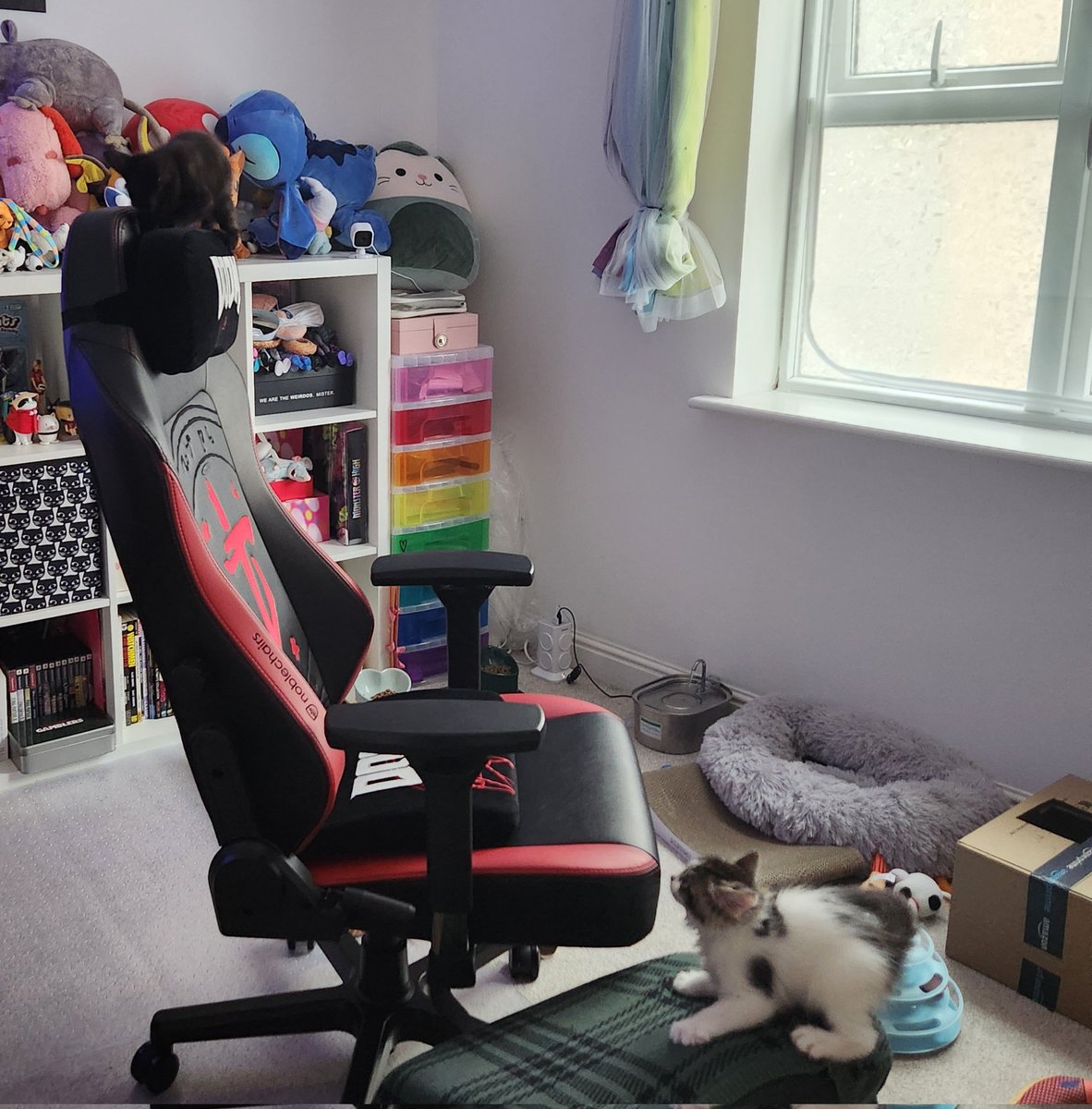 BOBA 🐀 tweet media