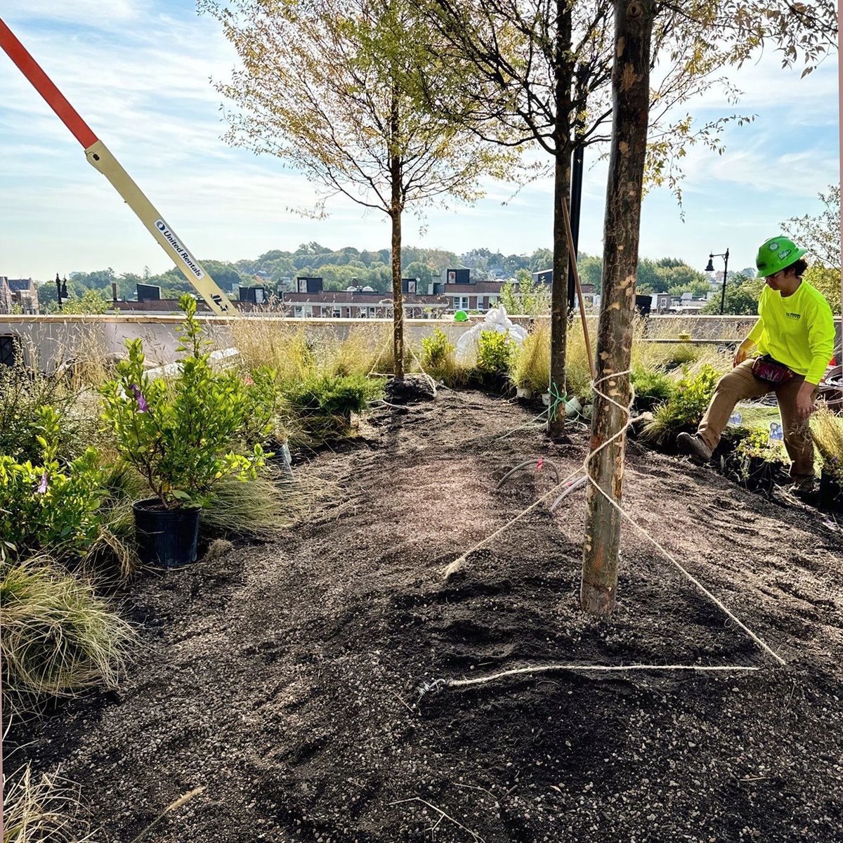 RecoverRoofs's tweet image. Last week, our Build &amp;amp; Horticulture teams planted this stunning 20&apos; Elm on the 2nd floor at 1515 Comm Ave. Pictured is 1 of 40 crane picks we pulled off with a crew of 13, a 90-ton crane, and two roofs in play. 

#GreenRoofs #Teamwork #CraneWork #ProjectSuccess #ElmTree