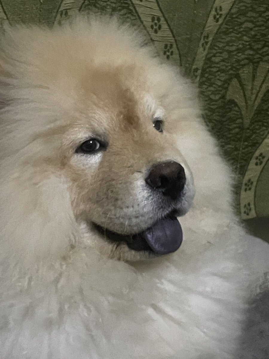 js_gill's tweet photo. Charlie @X @chowchowgrafun #petlovers https://t.co/uhsAkwLqMZ