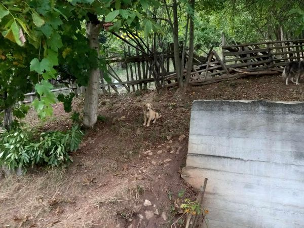 BosniaCatsDogs's tweet photo. This is just truly heartbreaking 📷
The cruelty towards these precious souls just never seems to end.
This is quite a long post again so I hope you will bear with me. It’s also very difficult to write 📷
A very poor older lady who lives in the mountains in a house with no bathroom and a leaking roof keep leaving animals at her door 📷📷
Most are old, sick or pregnant.
To leave with such a woman who can hardly feed herself and has very few resources is beyond comprehension!
Of course people know she has a kind heart and would not ignore them or throw them away.
Naida was told about her so she went to visit and took food for them all of course she intended, once she had places because as you know, she is currently overflowing and there are so many of these.
Before places could be found the situation took a very dark turn. 📷
Horrible neighbours threw bleach on the cats and kittens and many died, we cannot begin to imagine the pain and suffering this caused. We are just heartbroken. The old lady was inconsolable 📷
As places are found, all these dogs and cats will all be taken to safety, it will be a few at a time but we will do our best to get them all out as quickly as possible 📷
Total costs for all of them will be huge  - £1,080 - 2 months pension, vetting, treatment and vaccinations
So we desperately need your help with this 📷
please mark ‘cats, puppies and dogs’
THANK YOU 📷📷📷
https://t.co/Xr2hmsKcVk