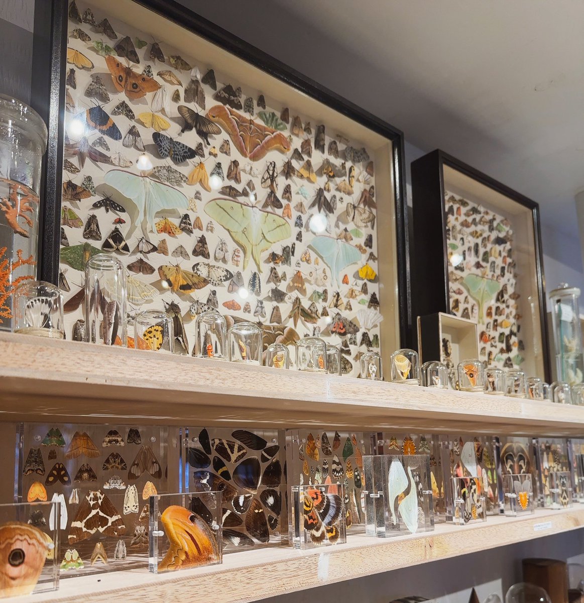 本当に凄かった

out of museum
小林真大さんの｢虫る？｣展