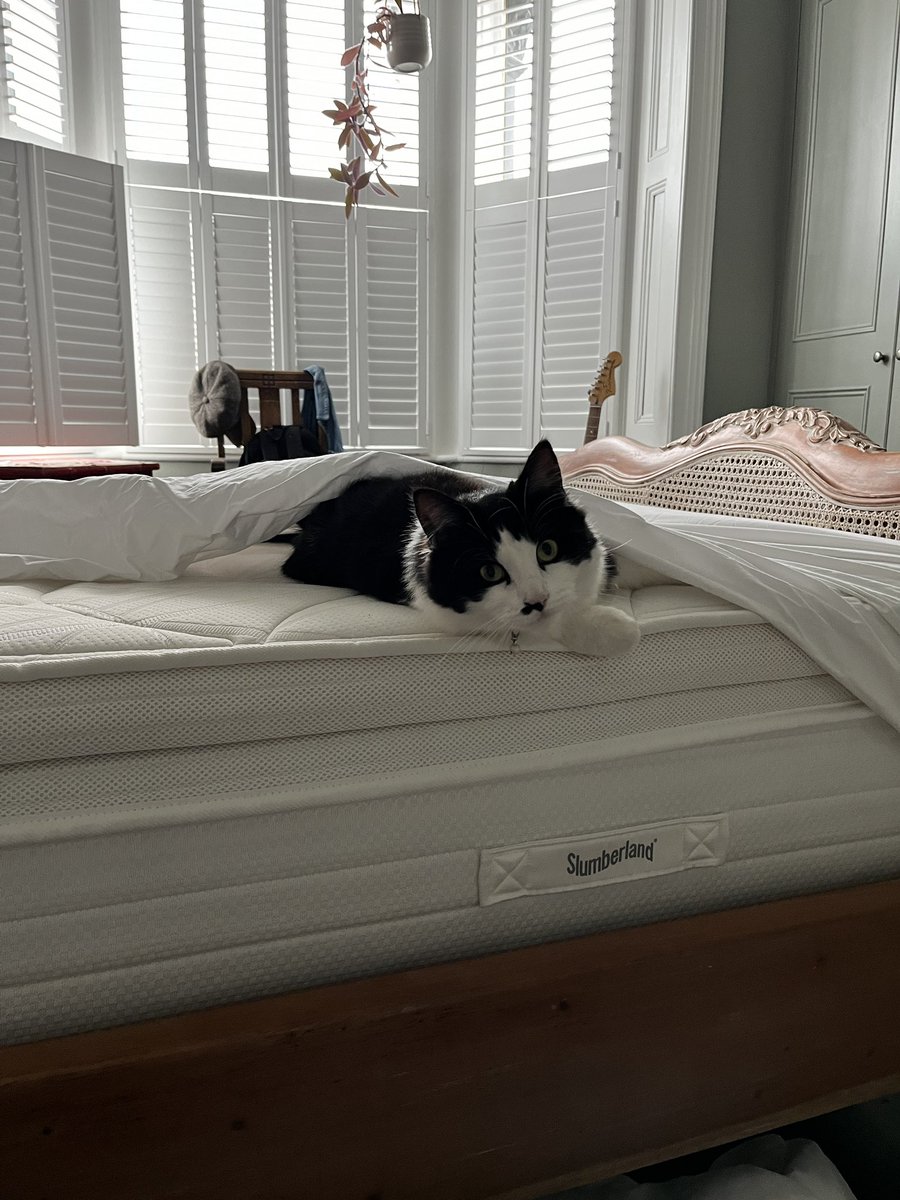 Anyone else’s cat this helpful when you’re trying to change the bedding 😂💕🥰