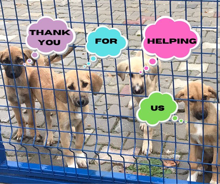 📢#volunteer vacancy with Dog Desk Animal Action 

We are looking for a volunteer virtual adoption assistant, is that you?

You will be connecting supporters with their virtually adopted dogs by way of updates as advised by the directors

Apply here, scroll down the page &amp; fill