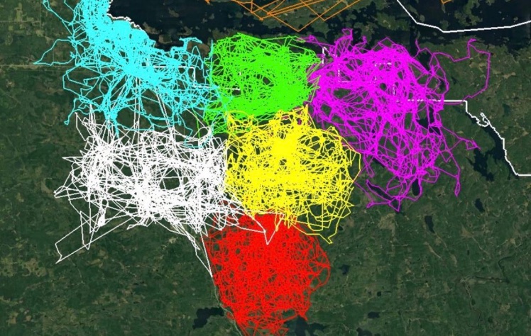 AetiusRF's tweet photo. Yeah because it’s not like animals in packs defend territory and avoid each other https://t.co/MiyRAj03gE
