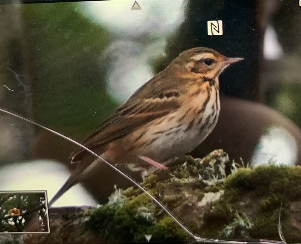 OBP Kergord, Shetland in SW corner of wood. With <a href="/AndrewRLawson1/">Andrew Lawson</a>