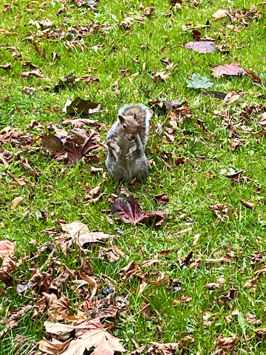 Beckets_Park's tweet photo. A lovely Autumn walk today in #BecketsPark 🌳
Squirrels fed 🐿️ 🥜
Ducks fed 🍞
Us fed thanks to Beckets Pavilion Cafe - have you tried there delicious coffee?
#beckets #northampton #autumn https://t.co/8amZZX7wjS