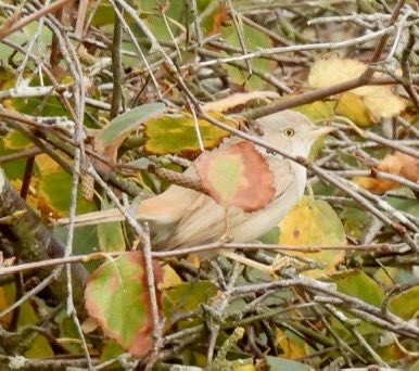 Stubuck1's tweet photo. A small but growing crowd at Winterton this morning enjoying the Asian Desert Warbler. Showed sporadically well but spent much of the time skulking in various bushes. Well done to finder. 
#winterton #asiandesertwarbler https://t.co/fNmZ0ITn49