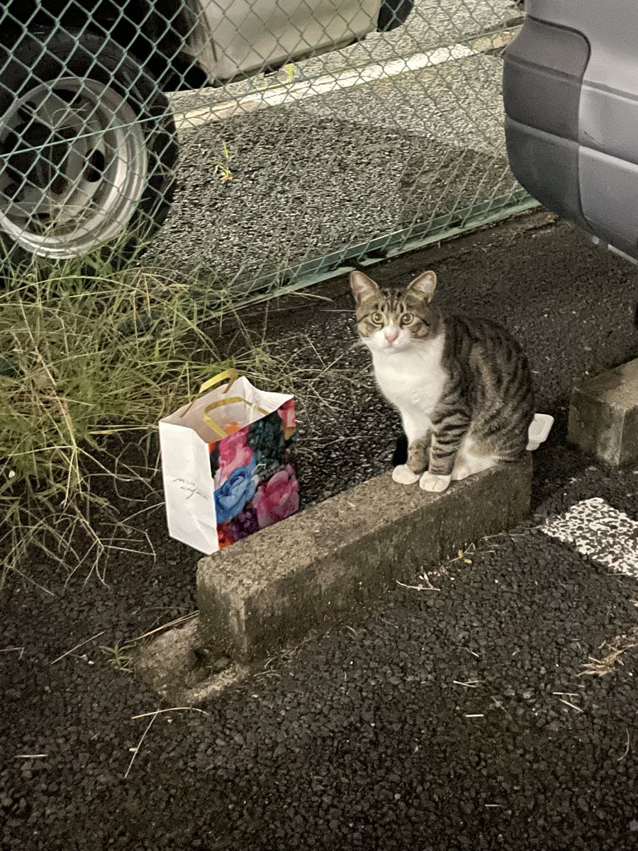 迷い猫 (きなこ) ① ⚠️【猫を探しています】⚠️ 拡散希望⚠️ 日時・1月16日から迷子猫