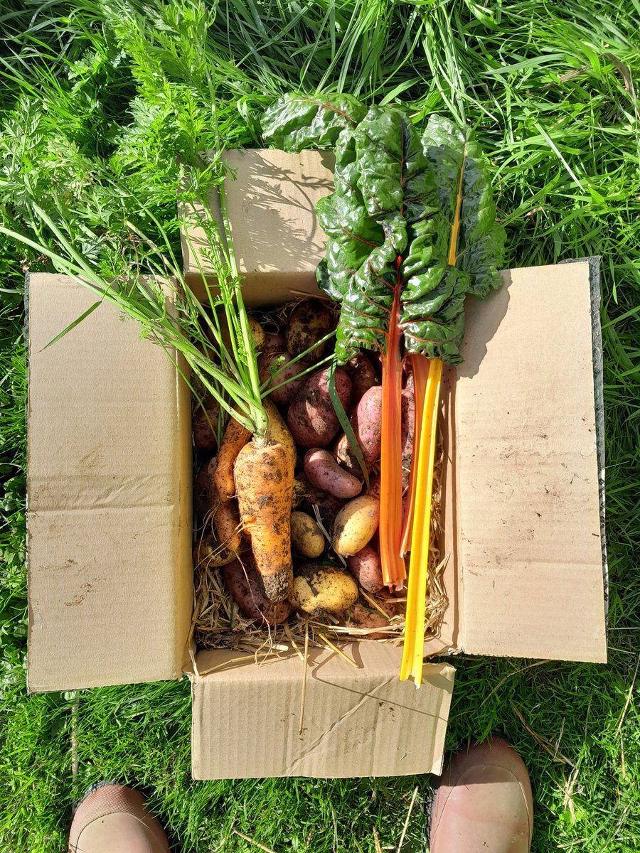 ThreePaddocks's tweet image. Digging up dinner.