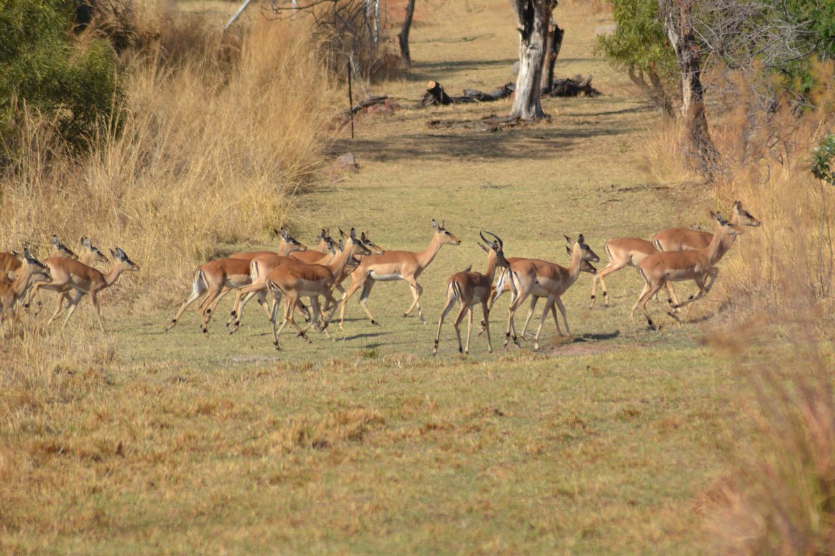 Pablo Memescobar 🐈 tweet media