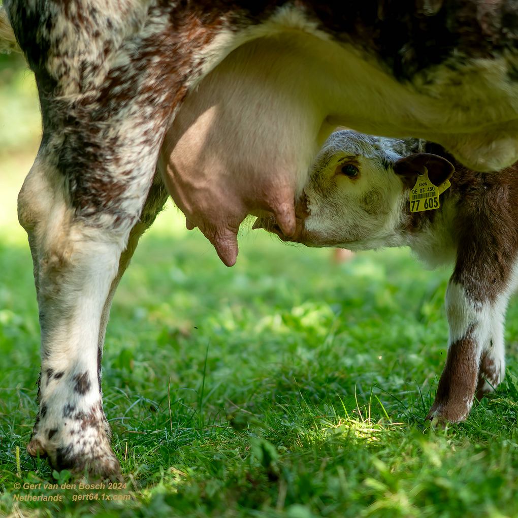 Gert van den Bosch also on @gertvanden.bsky.social tweet media