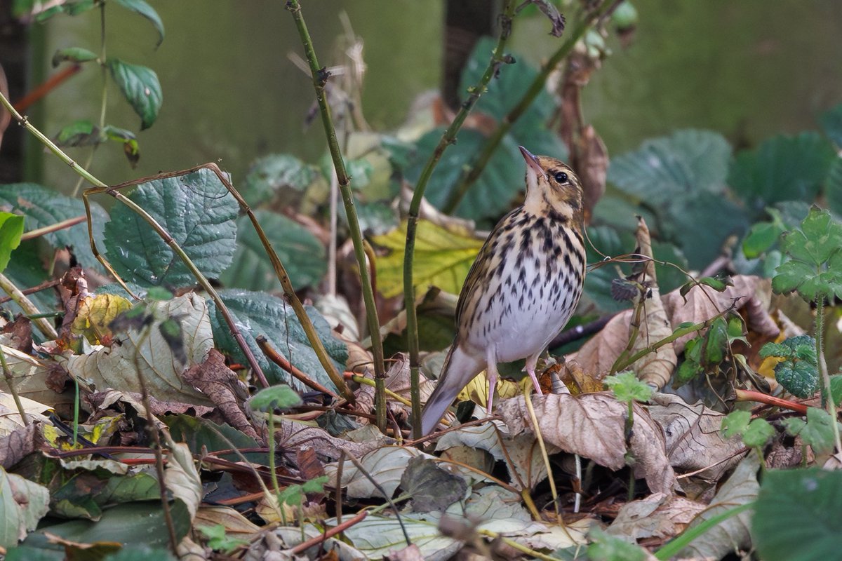 Olive-backed Pipit is a species I have wanted to see for a very long time, having only seen probable flyovers and dipped on Scilly previously. My luck changed when one was found only 5 minutes away, a quick dash and dream views were secured!