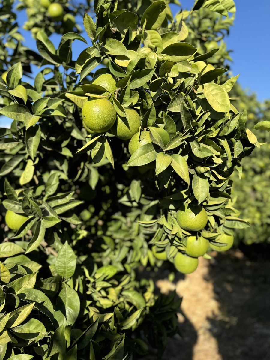 C vitamini ve enerji için 
Nar ve Portakal.
#AntalyayıSeviyoruz