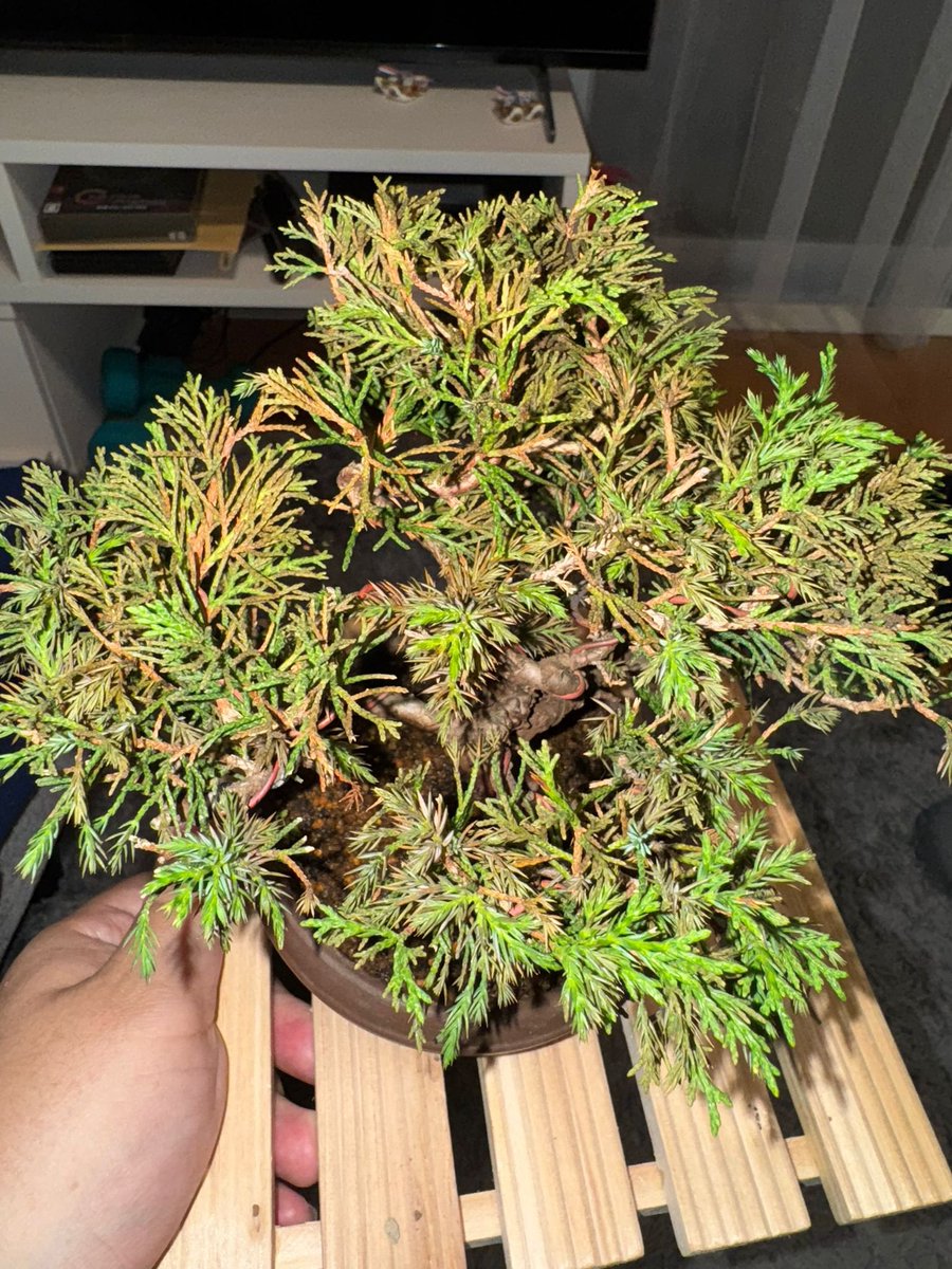 WickedCC tweet media