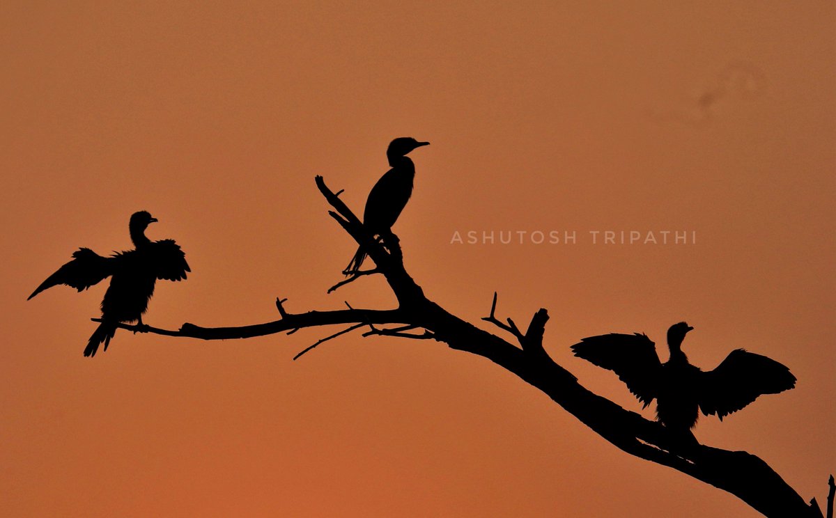Ashutosh Tripathi tweet media