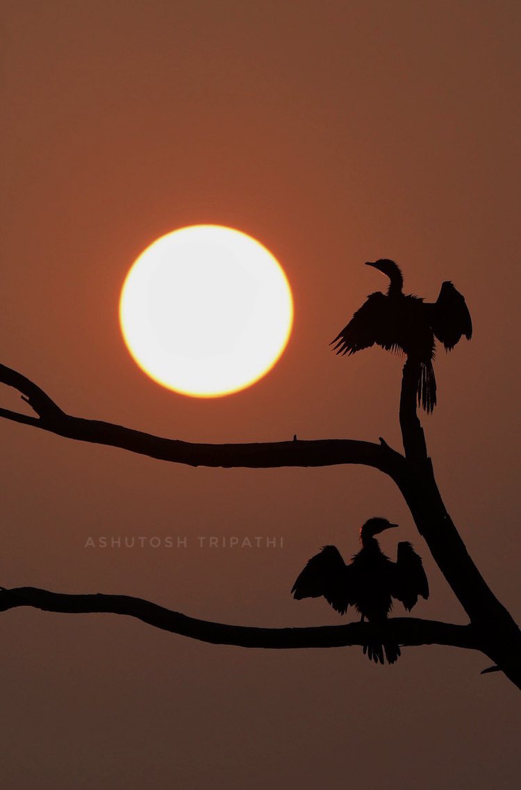 Ashutosh Tripathi tweet media