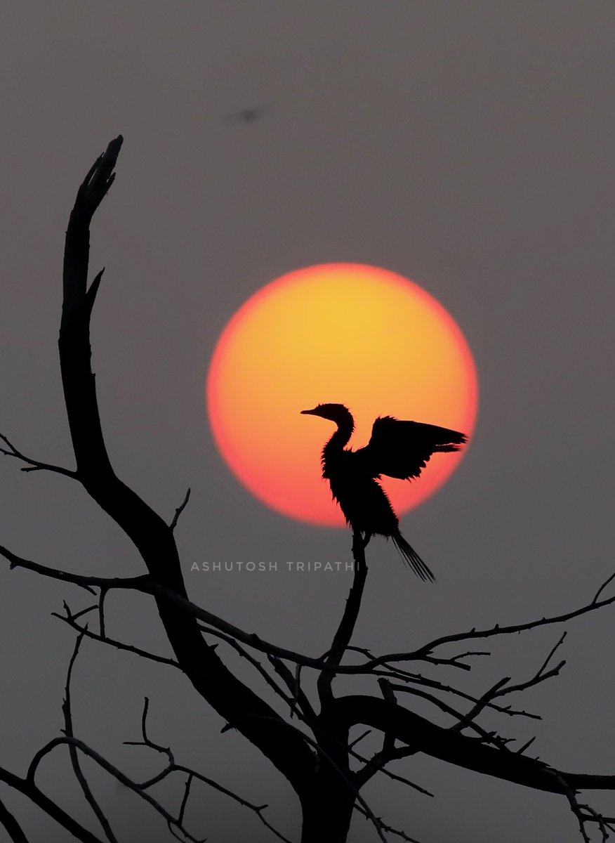 Ashutosh Tripathi tweet media