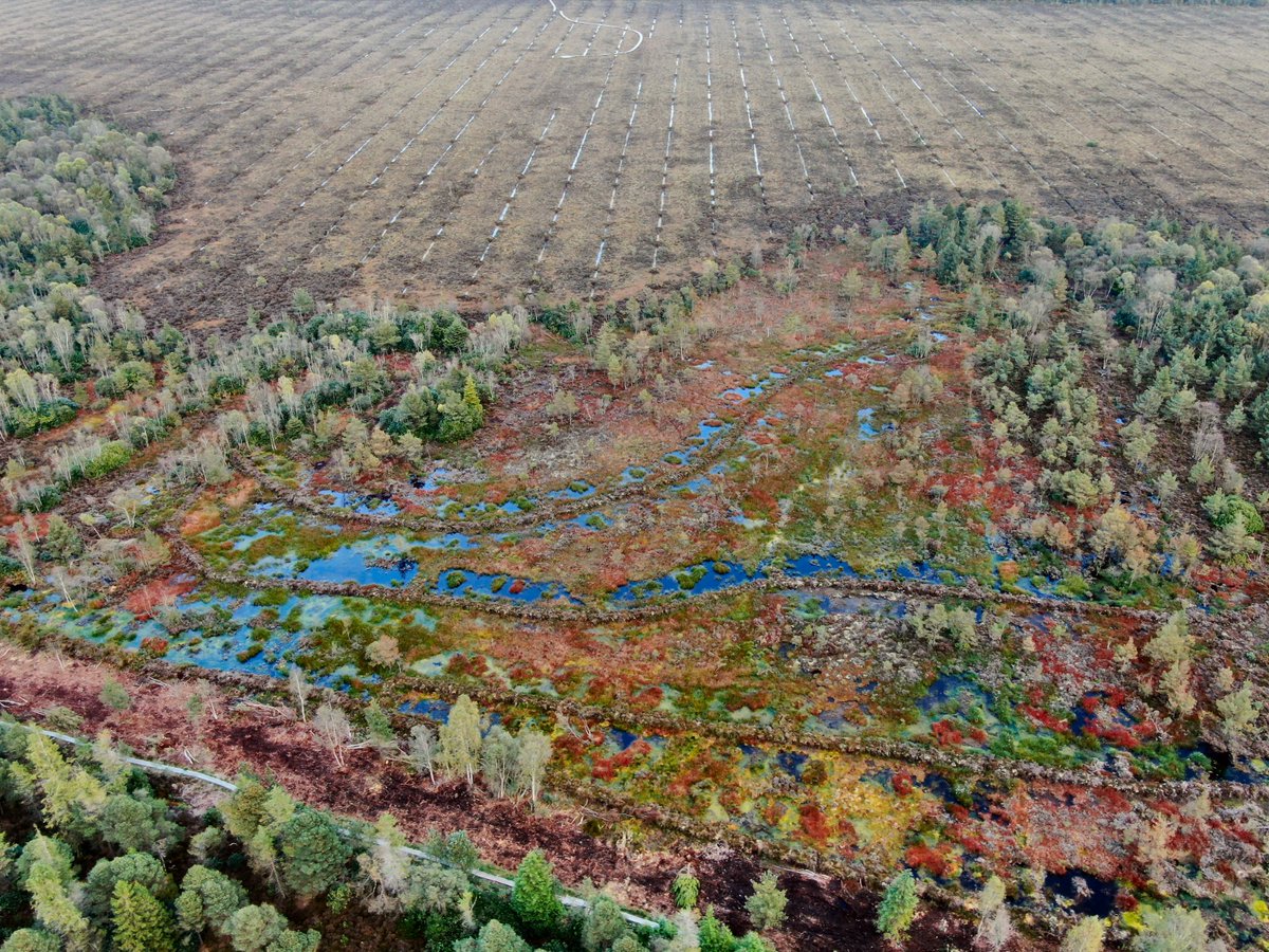 NPWS Nature Conservation (@npwsnaturecons) on Twitter photo 2 years since collaborating with <a href="/abbeyleixbog/">Abbeyleix Bog</a> Bog project in developing & implementing enhanced restoration measures on Abbeyleix Bog. Results of cutover cell bunding are already very promising and encouraging. Images below with thanks from <a href="/abbeyleixbog/">Abbeyleix Bog</a> 2 years since collaborating with <a href="/abbeyleixbog/">Abbeyleix Bog</a> Bog project in developing & implementing enhanced restoration measures on Abbeyleix Bog. Results of cutover cell bunding are already very promising and encouraging. Images below with thanks from <a href="/abbeyleixbog/">Abbeyleix Bog</a>