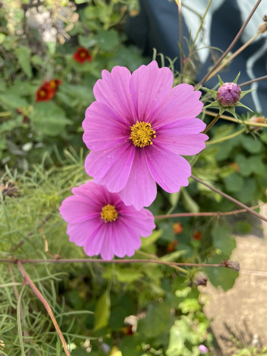 shaunyoung_'s tweet image. Some lovely #Autumn colours in the garden, #GardenCosmos from the #SeedsForBees from @38degrees, the #Acer fading, but red #berries in the background, #Nasturtium and #BlueCrown #PassionFlower from over the back wall 🌸🌺🍂🙂 #AutumnalGarden #SoLucky #GardnersWorld