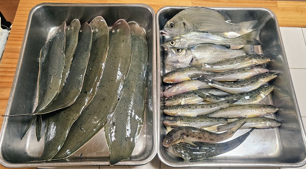 Messy_fish_'s tweet photo. 今日もいっぱい釣れた！
舌平目のサイズ33cmは自己ベスト！ https://t.co/oQikbMFK0I