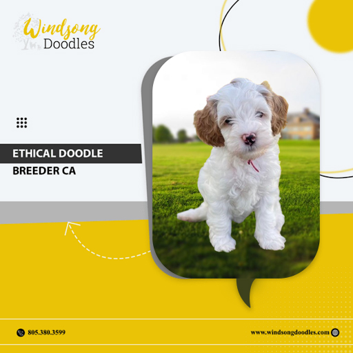 labradoodlemoon's tweet image. Choose ethics, choose quality – choose our California-based doodle breeding program! We prioritize the health and well-being of our pups, ensuring they find loving forever homes.

bit.ly/3QIHsFD 

#WindsongDoodles #TrainedGoldendoodle #CaliforniaPets #DogTraining