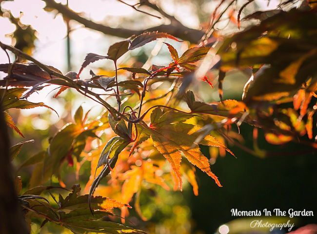 MomentsintheG's tweet image. Loving the colours of Fall.  The morning and evenings are a little cooler but love the golden light during the day.  #fallcolours #goldenlight #temperaturesdropping #fallgarden #japanesemaple #momentsinthegardenphotography