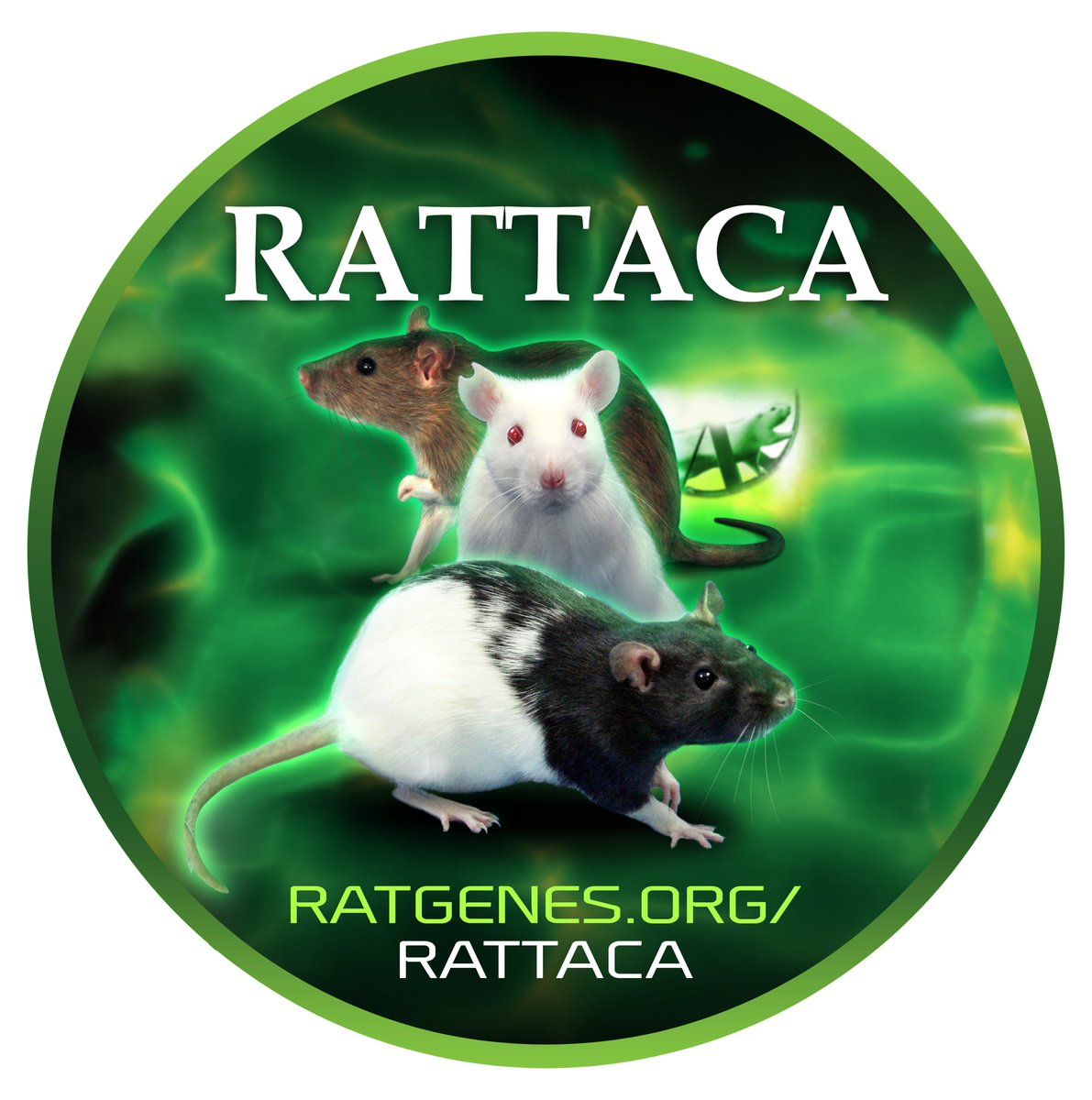 AbePalmer's tweet image. Are you at #SfN and interested in using rats for Neuroscience research? We are using polygenic prediction to predict @NIDAnews and @NIAAAnews relevant behavioral traits in outbred rats. And we’ve got RATTACA stickers for your computer!
Booth 1828
RATGENES.ORG/RATTACA