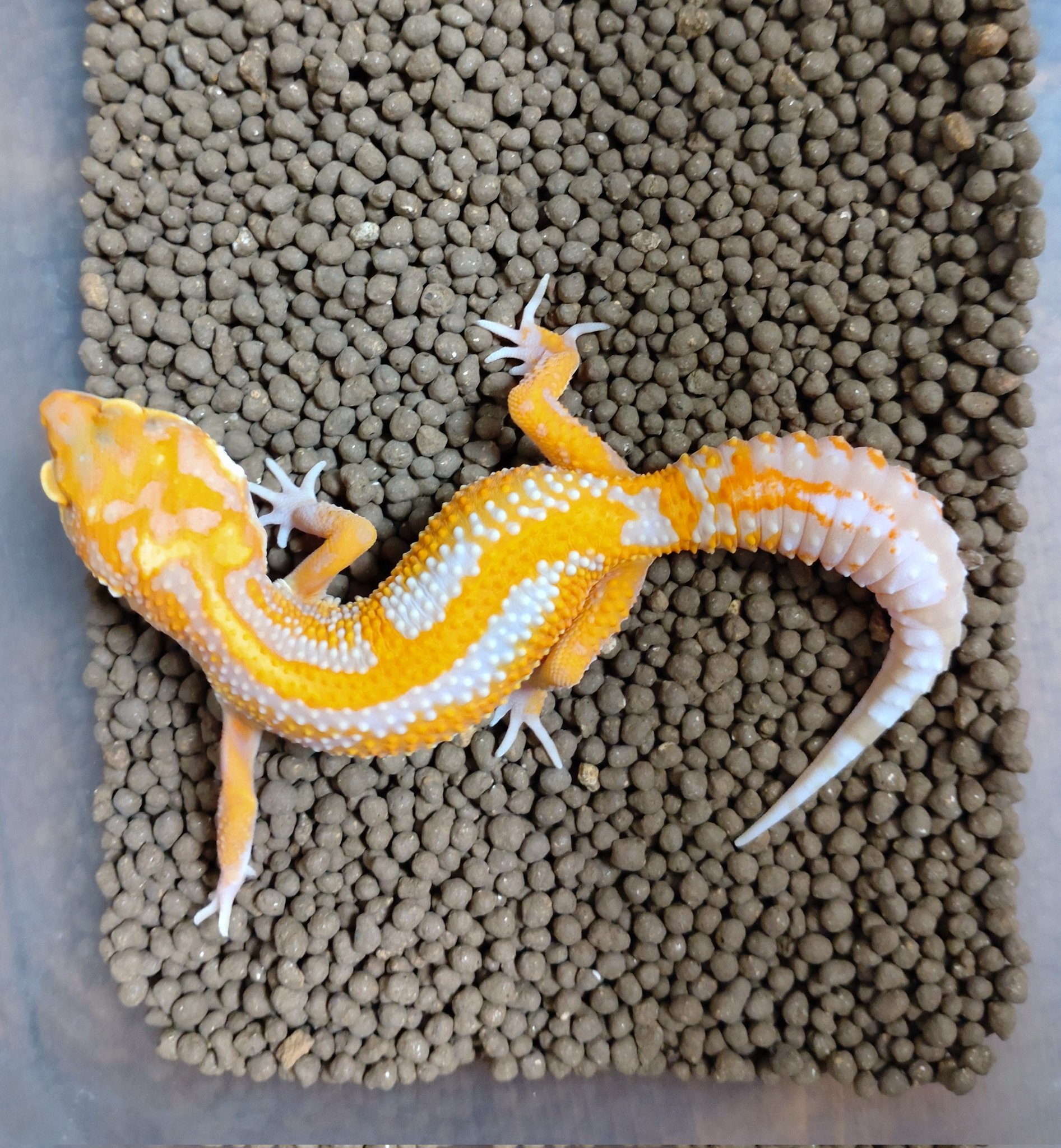 レオパ愛好家 レオパ愛好家 ☆レオパ5姉妹☆ (@reptiles_studio) • Instagram