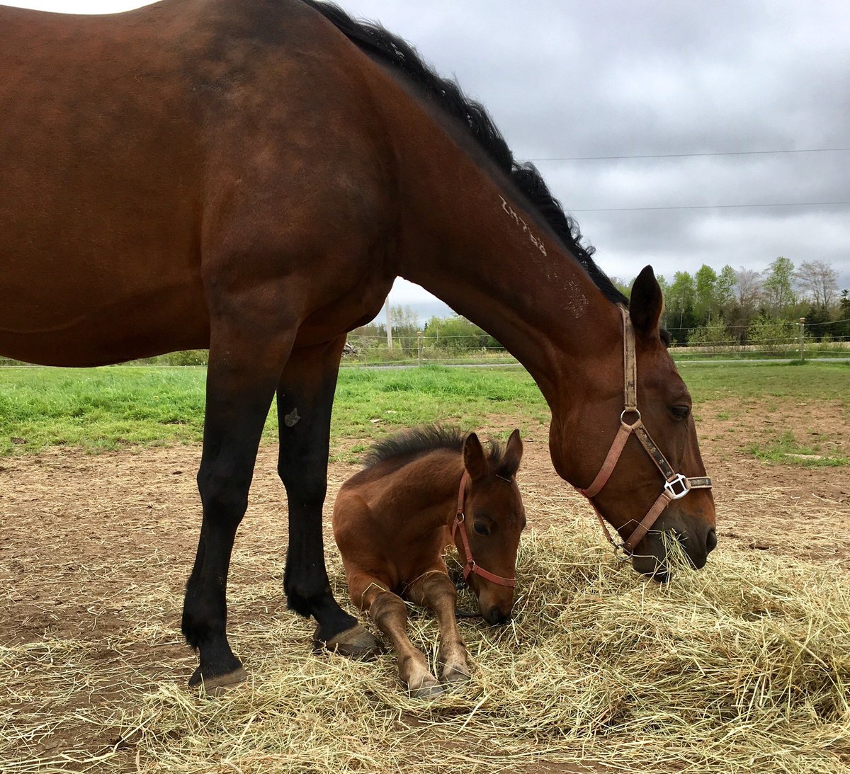 Live racing returns TODAY (Sunday, Oct. 6) <a href="/truroraceway/">Truro Raceway</a> with a 1 pm (Atlantic)/ 12 pm (Eastern) post time! 🇨🇦🐴

Fifth Estate (below, with mom In Front) is in R7 for <a href="/michellepatriq1/">Michelle L Patriquin</a>, who also took 📸

Free programs &amp; full-card analysis <a href="/NahuPicks/">NAHU Picks</a>  📲
nahupicks.com/truroraceway