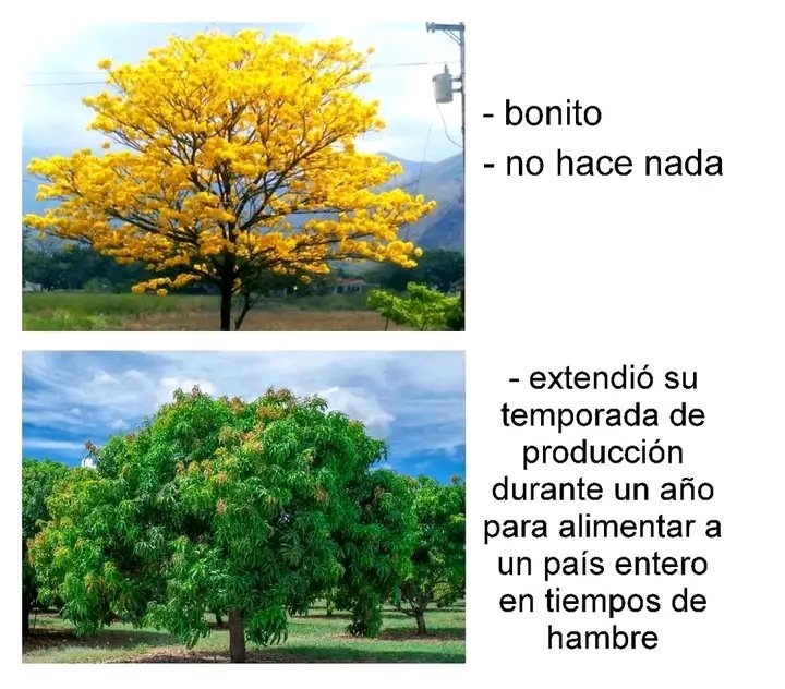 Mata de mango árbol nacional y héroe nacional del 2016