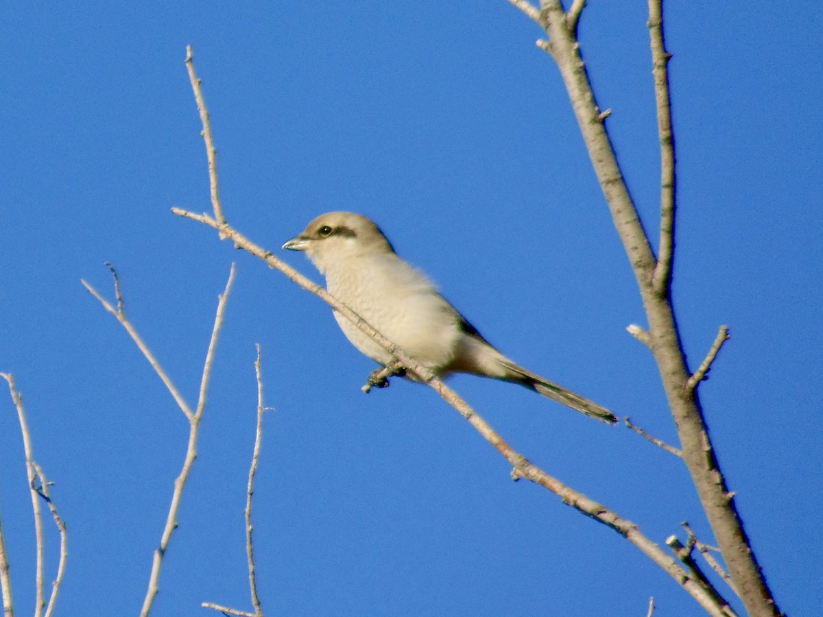 arrivedeh's tweet photo. A northern shrike near Wascana Creek, Saskatchewan. First time we’ve ever seen one of these birds. The crossed bill is an interesting characteristic.
#birdwatching #birding #NorthernShrike #shrikes #Wascana #BirdsSeenIn2024 #birdphotography https://t.co/NFRNLg9vmj