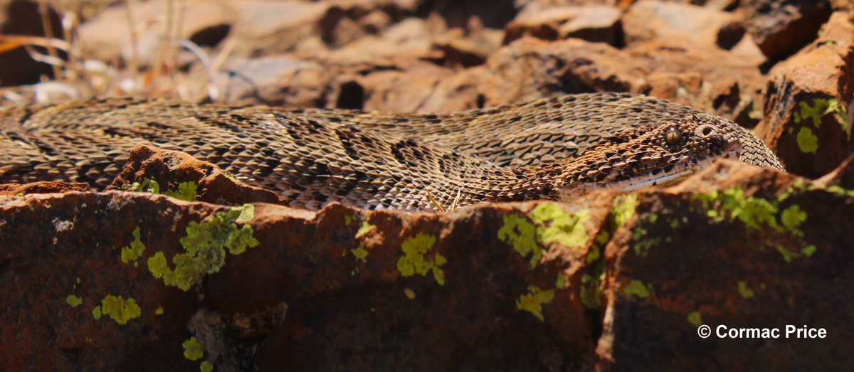 C_MrPrice's tweet image. Pretty happy how these pics came out of this stunning female puff adder (Bitis arietans). She was 82cm and 1kg in weight. Sampled and released under provincial permit and university ethics. #puffadder #snake #conservation #research #conservationoptimism #SaveTheSnakes