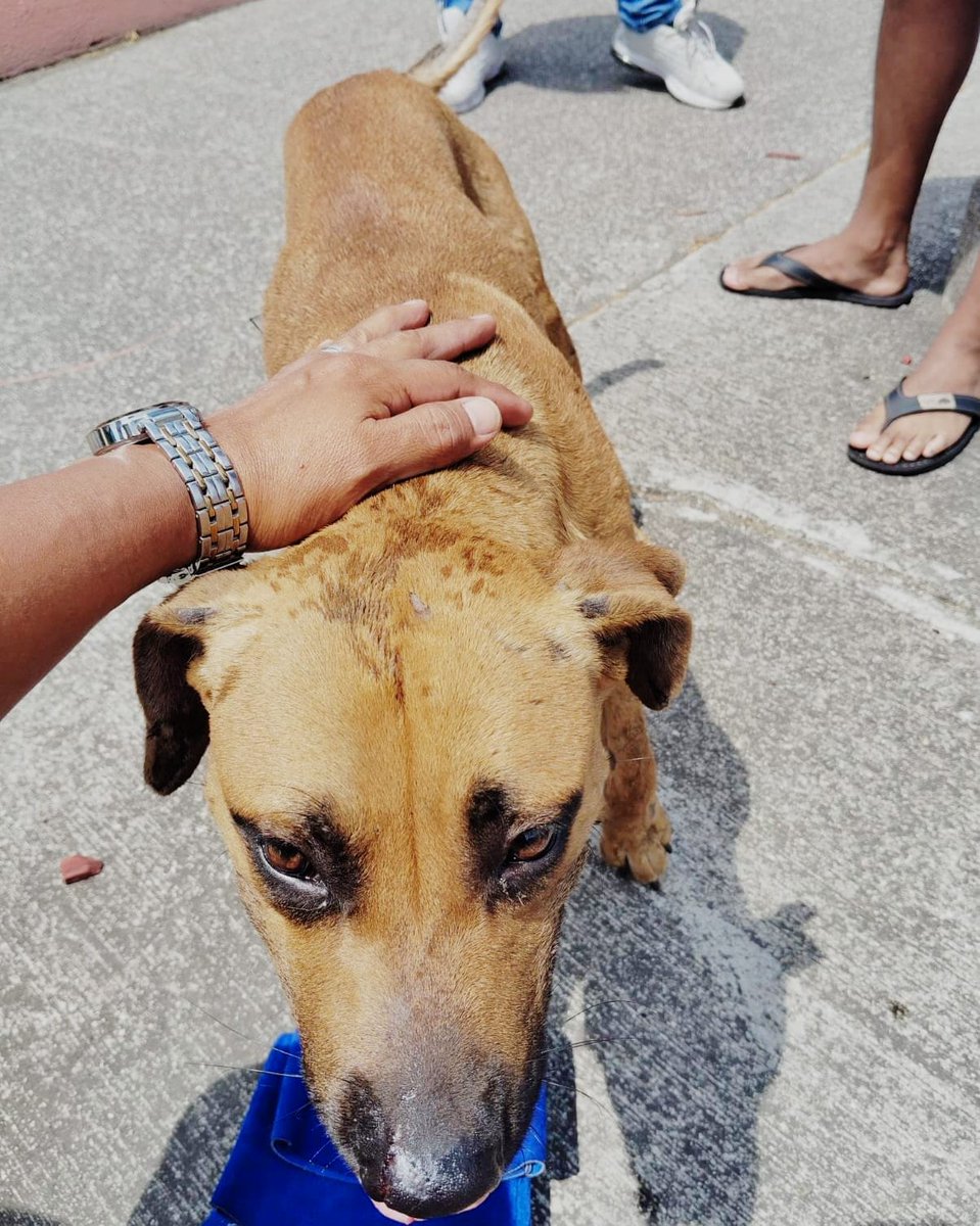 segura_ep's tweet photo. @JuanJoseSabando @ecu911sambo @rebel_liberal Estimado usuario la alerta fue notificada a #SeguraEP por un colaborador y coordinamos la atención del can 🐶 con la Dirección de Protección de los Derechos de los Animales de @alcaldiagye https://t.co/IhOpjQcvIe