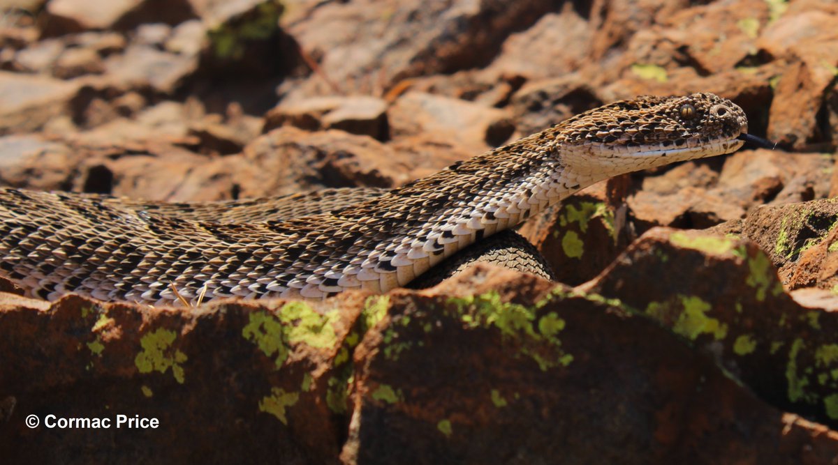 C_MrPrice's tweet image. Pretty happy how these pics came out of this stunning female puff adder (Bitis arietans). She was 82cm and 1kg in weight. Sampled and released under provincial permit and university ethics. #puffadder #snake #conservation #research #conservationoptimism #SaveTheSnakes
